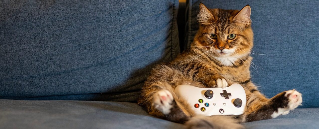 Katze mit Controller auf dem Sofa.